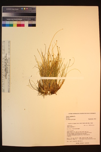 Carex capitata image